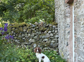 working springer spaniel puppies