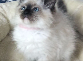Ragdoll Kittens