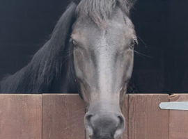 13.3hh New Forest Gelding
