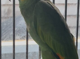 Stunning young Amazon parrot