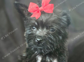 Yorkshire terrier x Cairn terrier yorkie
