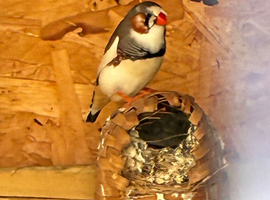 Pied young male