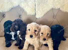 Lovely F1 (first gen) Cockapoos