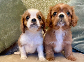 KC reg Champion Bloodline Cavalier King Charles Spaniel Puppies