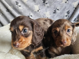 Beautiful Miniature dachshund puppies