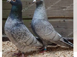 Rubella spread racing pigeons