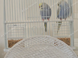 Budgies
