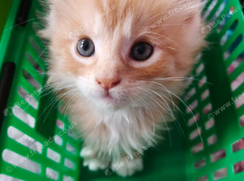 Kitties
