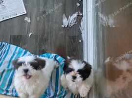 Two twelve weeks old Shih Tzu's