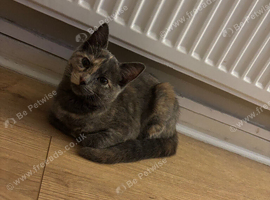 Kitty