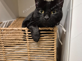 Black Male Cat