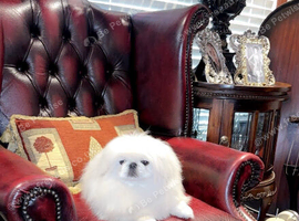 Stunning top quality Pekingese puppies
