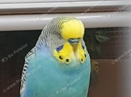 young male budgie