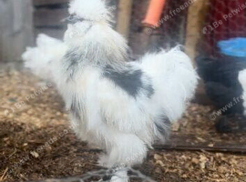5 month old silkie roo
