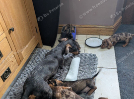Dachshund pups for sale