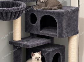 Stunning pedigree British shorthairs