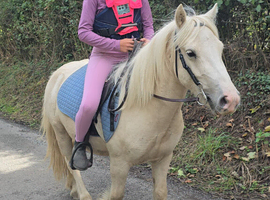 Gelding 12hh