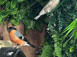 Serbian bull finches