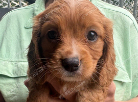 7 beautiful Cockalier females available