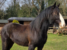 Stunning Gelding
