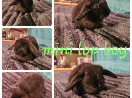 2 mini lop boys ready for reserve