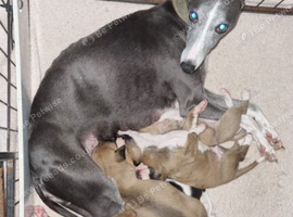 1 female whippet 10 weeks