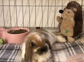 Rabbit