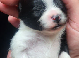 Pomeranian puppy's