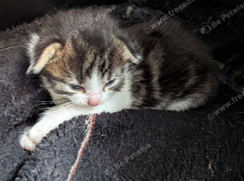 female kitten