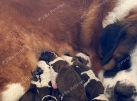Saint Bernard Puppys for sale