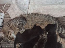 Kittens for sale , 2 boys 2 girls