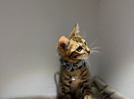 Tica registered Bengal Kittens