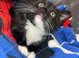 Kitten last one left