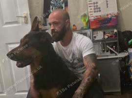 German Shepherd x doberman