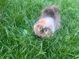 Abyssinian Guinea pig boy Steve