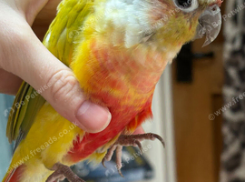 Pineapple conure