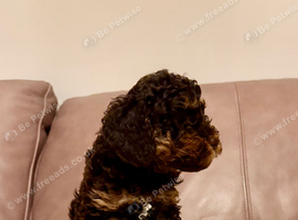 Kc registered toy poodle