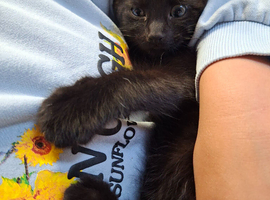 READY NOW 1 x pure black female kitten