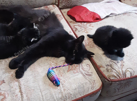 Playful Kitten for sale.  25.00  Pounds.