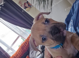 Male pocket bully