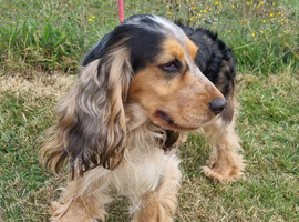 SHOW COCKER SPANIELS