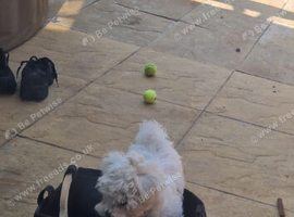 Female bichon x