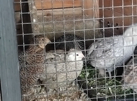 Corturnix  quail