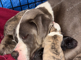 Beautiful mixed breed pups