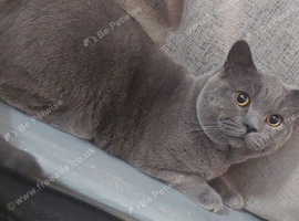 OPEN TO OFFERS MALE BSH