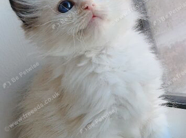 Ragdolls