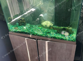 3 fish and full set up with stand
