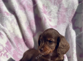 Miniature long coat Dachshund puppies