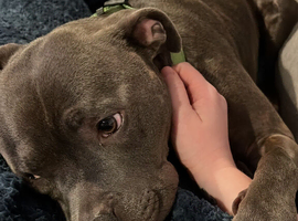 Grey Staffy age 3