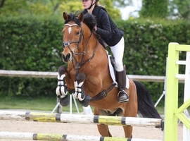 Sports pony x 15.1 gorgeous boy!